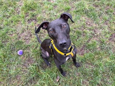 Lydia Longlegs | Lurcher | West Calder (Edinburgh) - 3