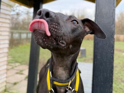 Lydia Longlegs | Lurcher | West Calder (Edinburgh) - 5