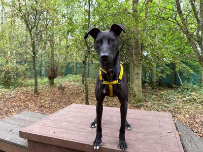 Lydia Longlegs | Lurcher | West Calder (Edinburgh) - 5