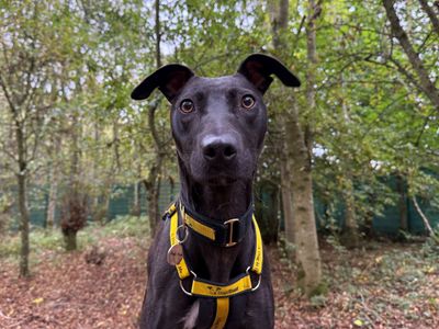 Lydia Longlegs | Lurcher | West Calder (Edinburgh) - 3