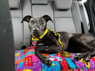 Lydia Longlegs | Lurcher | West Calder (Edinburgh) - 4