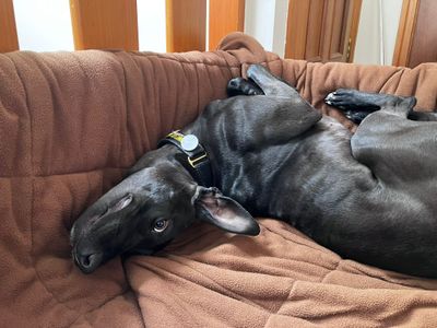 Lydia Longlegs | Lurcher | West Calder (Edinburgh) - 2