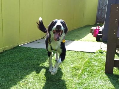 Harris | Collie (Border) | West Calder (Edinburgh) - 3