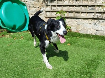 Harris | Collie (Border) | West Calder (Edinburgh) - 1