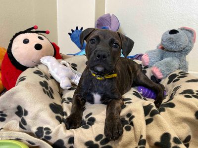 Poppet | American Bulldog Cross | Darlington - 2