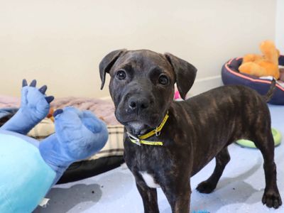 Poppet | American Bulldog Cross | Darlington - 3
