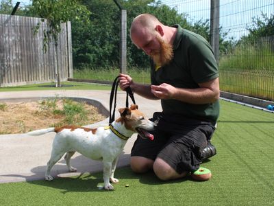 Layla | Terrier (Jack Russell) | Evesham (Worcestershire) - 3