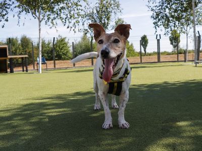 Layla | Terrier (Jack Russell) | Evesham (Worcestershire) - 3