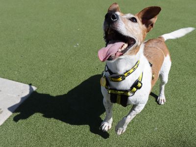 Layla | Terrier (Jack Russell) | Evesham (Worcestershire) - 5
