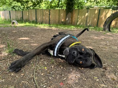 Nana | Italian Corso Dog | Canterbury - 1