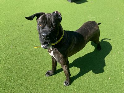 Nana | Italian Corso Dog | Canterbury - 3