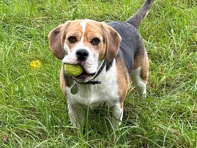 Sully | Beagle Cross | Kenilworth (West Midlands) - 5