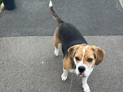 Sully | Beagle Cross | Kenilworth (West Midlands) - 3