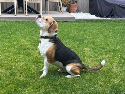Sully | Beagle Cross | Kenilworth (West Midlands) - 3