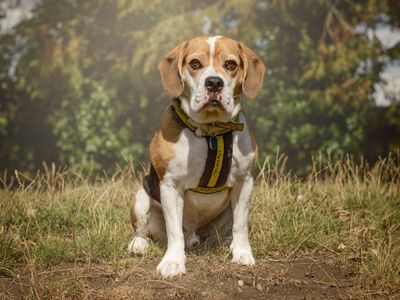 Sully | Beagle Cross | Kenilworth (West Midlands) - 5