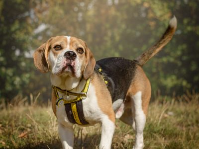 Sully, a 6 years old male Beagle available for adoption from Dogs Trust in Kenilworth, West Midlands