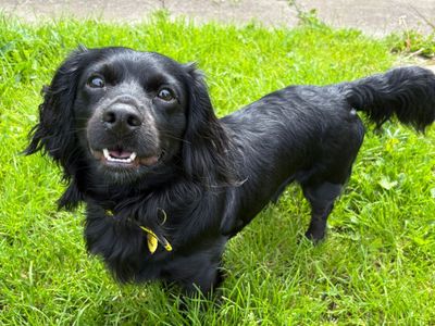 Teddy | Crossbreed | West Calder (Edinburgh) - 3