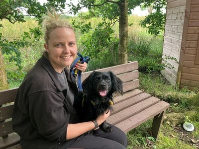 Teddy | Crossbreed | West Calder (Edinburgh) - 5