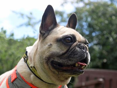 Bella | French Bulldog | Merseyside (Liverpool) - 2