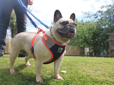 Bella | French Bulldog | Merseyside (Liverpool) - 3