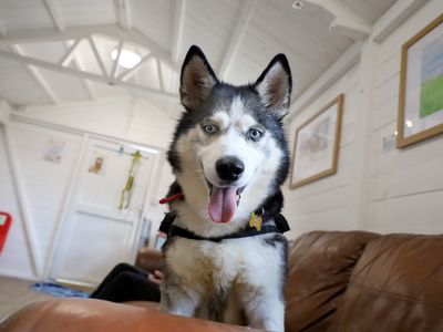 Jazmin | Siberian Husky | Leeds - 5