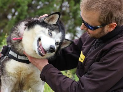 Jazmin | Siberian Husky | Leeds - 3