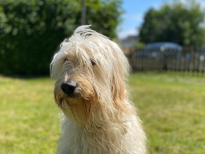 Dougal | Retriever (Golden) Cross | Cumbria rehoming - 2