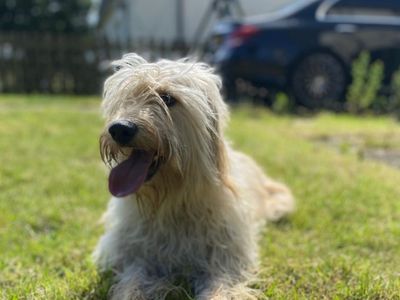 Dougal | Retriever (Golden) Cross | Cumbria rehoming - 3