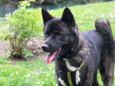 Hannah | Akita | Merseyside (Liverpool) - 3