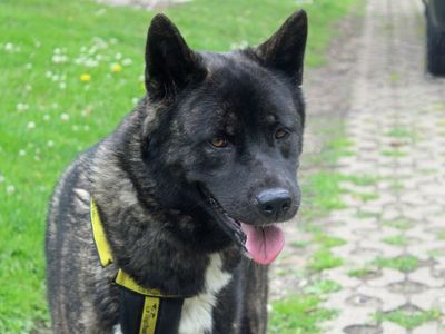 Hannah | Akita | Merseyside (Liverpool)