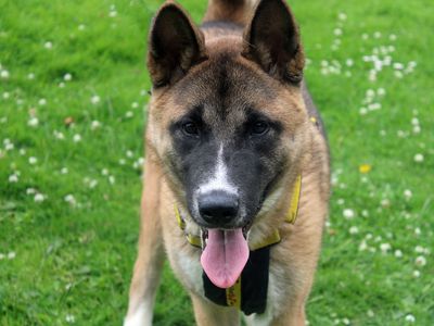 Emi | Akita | Merseyside (Liverpool) - 3