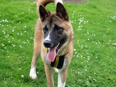 Emi | Akita | Merseyside (Liverpool) - 2