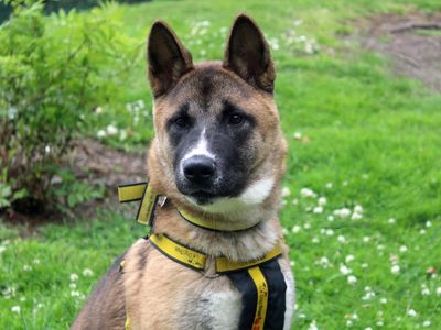 Emi | Akita | Merseyside (Liverpool) - 1