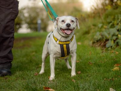 Dex | Spaniel (Cavalier King Charles) Cross | Kenilworth (West Midlands) - 2