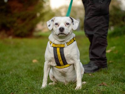Dex | Spaniel (Cavalier King Charles) Cross | Kenilworth (West Midlands) - 3
