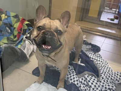 Cammy | French Bulldog | Basildon (Essex) - 5