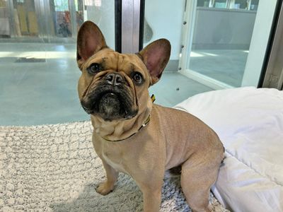 Cammy | French Bulldog | Basildon (Essex) - 3