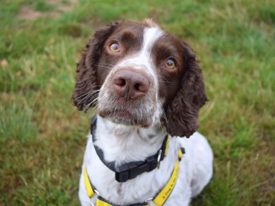 Diesel | Spaniel (Cocker) Cross | Harefield West London - 2