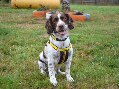 Diesel | Spaniel (Cocker) Cross | Harefield West London - 3