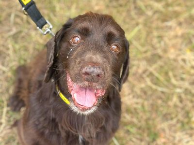 Duke and Diesel | Spaniel (Cocker) | Harefield West London - 2