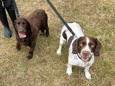 Duke and Diesel | Spaniel (Cocker) | Harefield West London - 3