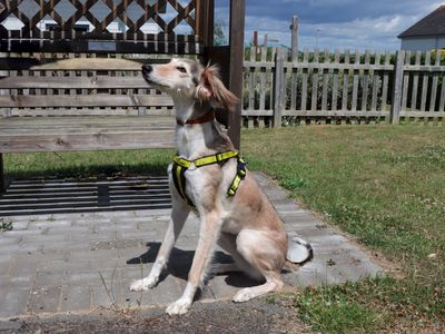 Carmen | Lurcher | Evesham (Worcestershire) - 5