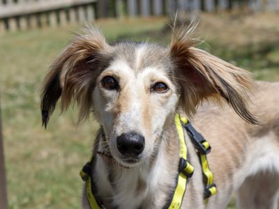 Carmen | Lurcher | Evesham (Worcestershire) - 3