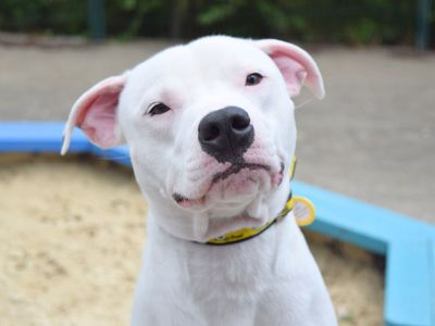 Rainbow | Terrier (Staffordshire Bull) | Harefield West London