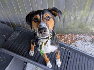 Harry | Crossbreed | Shoreham (Sussex) - 3