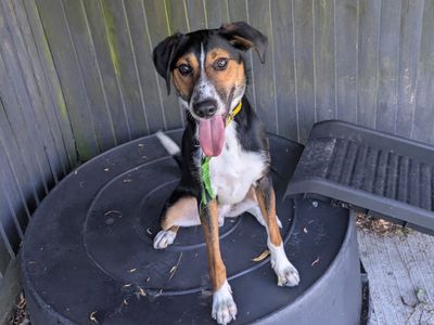 Harry | Crossbreed | Shoreham (Sussex) - 2