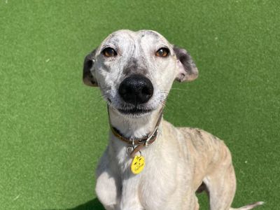 Zeke | Whippet Cross | Shoreham (Sussex) - 3