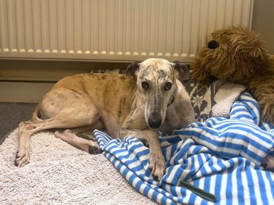 Zeke | Whippet Cross | Shoreham (Sussex) - 5