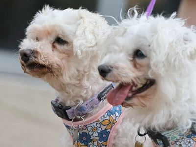 CJ and Lola | Bichon Frise | Leeds - 5