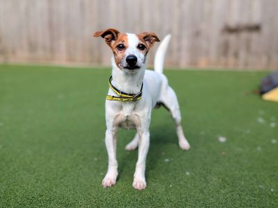 Alfie | Terrier (Jack Russell) | Cardiff - 5